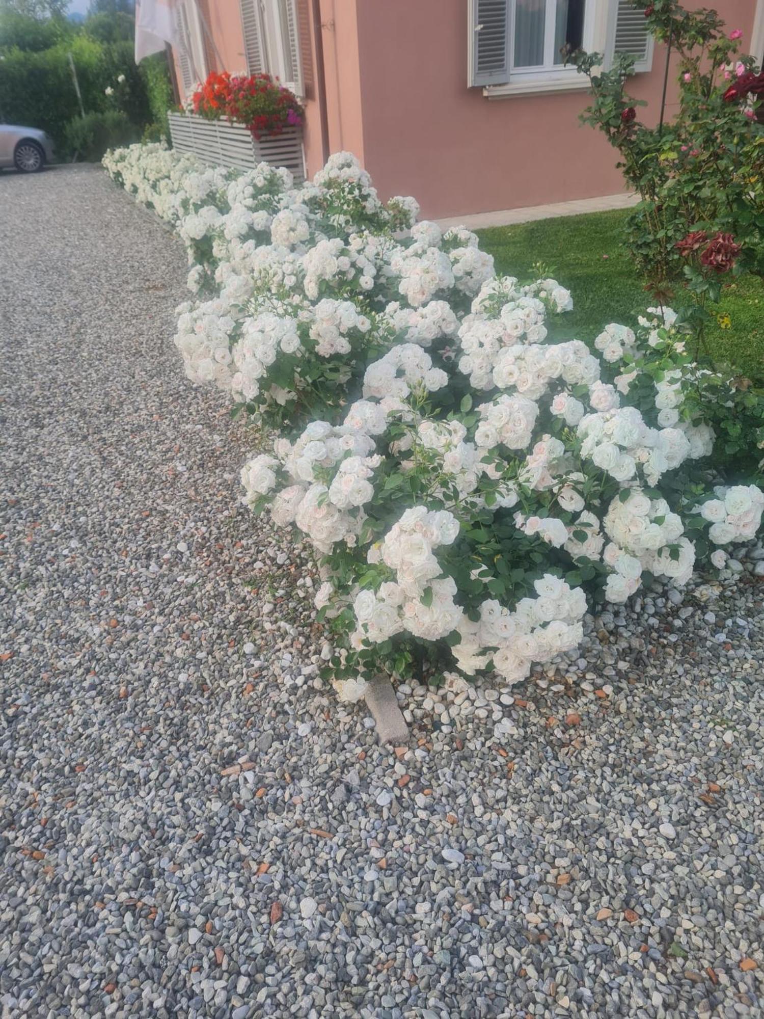il buen retiro Hotel Lucca Eksteriør billede